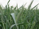 Tritikale Tarımı Nasıl Yapılır?