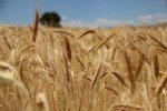 Tritikale Yetiştiriciliği Nasıl Yapılır?