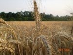 Tritikale Tarımı Nasıl Yapılır?