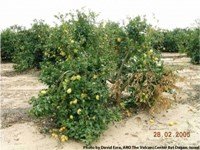 Turunçgil Uçkurutan Hastalığı Belirtileri, Nedenleri Ve Mücadelesi