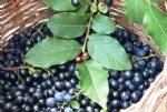 Yaban Mersini Faydaları Ve Zararları Nelerdir?
