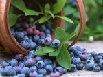 Yaban Mersini Faydaları Ve Zararları Nelerdir?