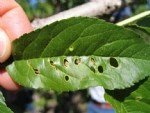 Kayısı Yaprak Delen Hastalığı Belirtileri, Nedenleri Ve Mücadelesi