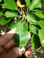 Kayısı Yaprak Delen Hastalığı Belirtileri, Nedenleri Ve Mücadelesi Kayısı Yaprak Delen Hastalığı Belirtileri, Nedenleri Ve Mücadelesi