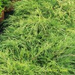 Süs Bitkileri Resimleri