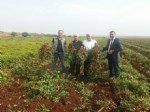 Yerfıstığı Yetiştiriciliği Nasıl Yapılır?