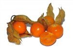 Yerkirazı (Physalis) Yetiştiriciliği Nasıl Yapılır?