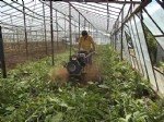 Yeşil Gübreler Nelerdir? Türleri Ve Faydaları Nelerdir?