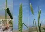 Phalaris Paradoxa L. (Yumuşak Başaklı Kuş Yemi)