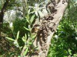 Zeytin Dal Kanseri Hastalığı Belirtileri, Nedenleri Ve Mücadelesi