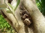 Zeytin Dal Kanseri Hastalığı Belirtileri, Nedenleri Ve Mücadelesi