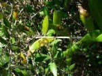 Zeytin Halkalı Leke Hastalığı Belirtileri, Nedenleri Ve Mücadelesi