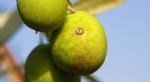 Zeytin Sineği Nedir? Zararları Ve Mücadele Yöntemleri