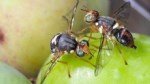 Zeytin Sineği Nedir? Zararları Ve Mücadele Yöntemleri