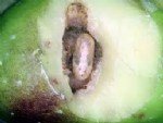 Zeytin Sineği Nedir? Zararları Ve Mücadele Yöntemleri