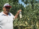 Zeytin Sineği Nedir? Zararları Ve Mücadele Yöntemleri