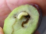 Zeytin Sineği Nedir? Zararları Ve Mücadele Yöntemleri