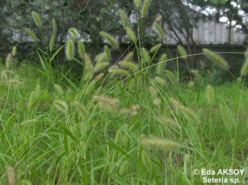 Seteria Viridis (l.) P.b. (Yeşil Cin Darısı) Seteria Viridis (l.) P.b. (Yeşil Cin Darısı)
