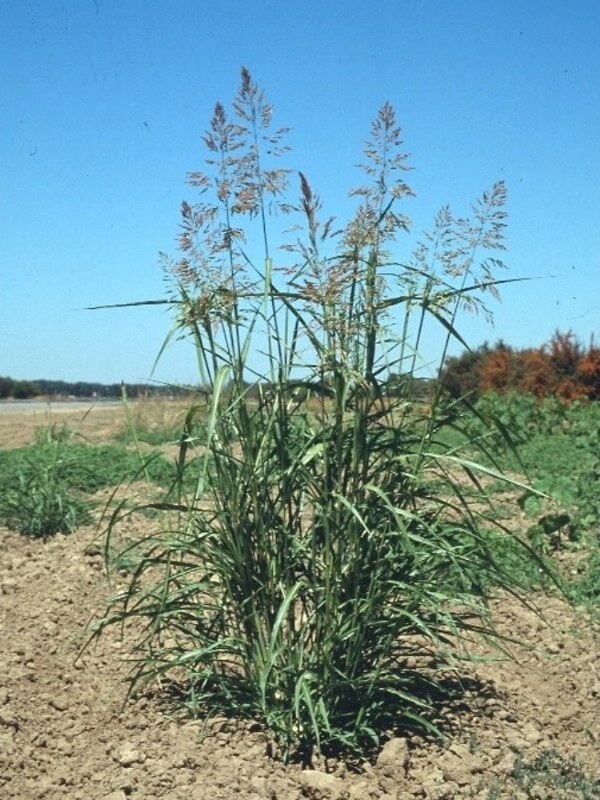 Johnson Grass nedir? Johnson Grass nedir?