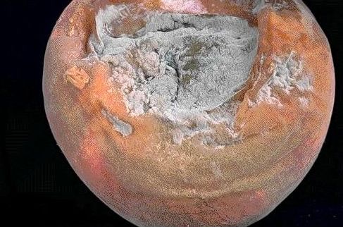 Turunçgil Depo Çürüklüğü Hastalığı(Penicillium Digitatum) Turunçgil Depo Çürüklüğü Hastalığı(Penicillium Digitatum)