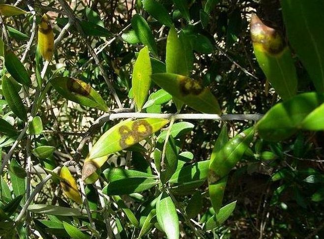Zeytin Halkalı Leke Hastalığı (Spilocaea Oleaginea) Zeytin Halkalı Leke Hastalığı (Spilocaea Oleaginea)