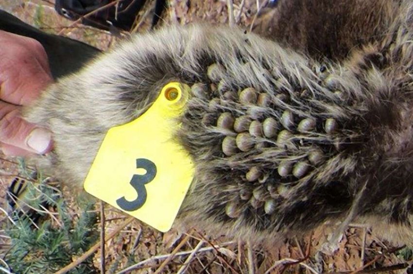 Büyükbaş Hayvanlarda Görülen Yaygın Hastalıklar