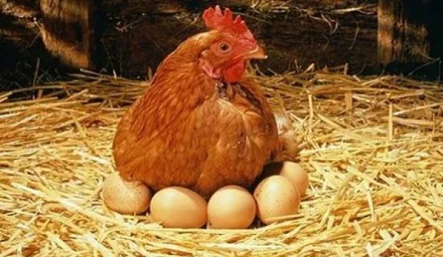 Tavuklar Neden Yumurta Yapmayı Bırakır?