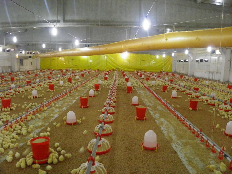 ETLİK PİLİÇ YETİŞTİRİCİLİĞİ