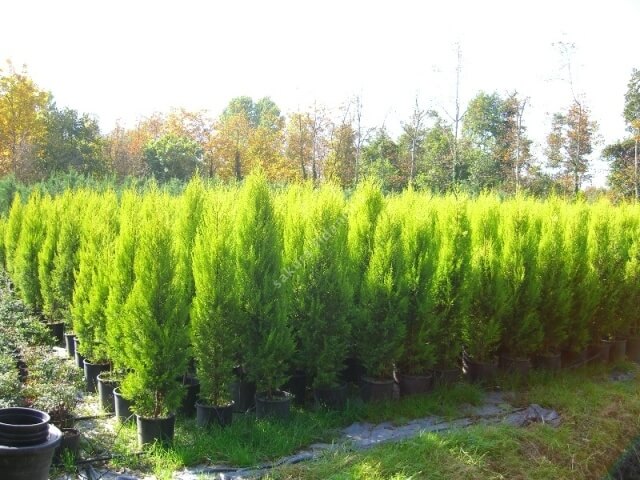 Limon Servi Aac (Cupressus)