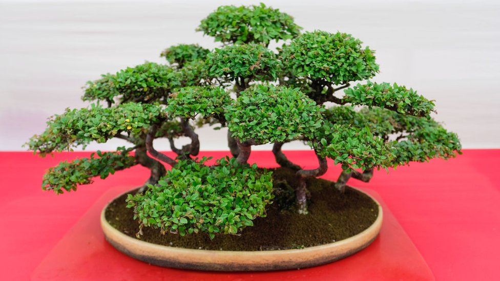 Bonsai Aac