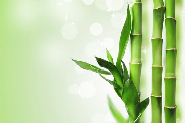 Bambu (Şans Bambusu)