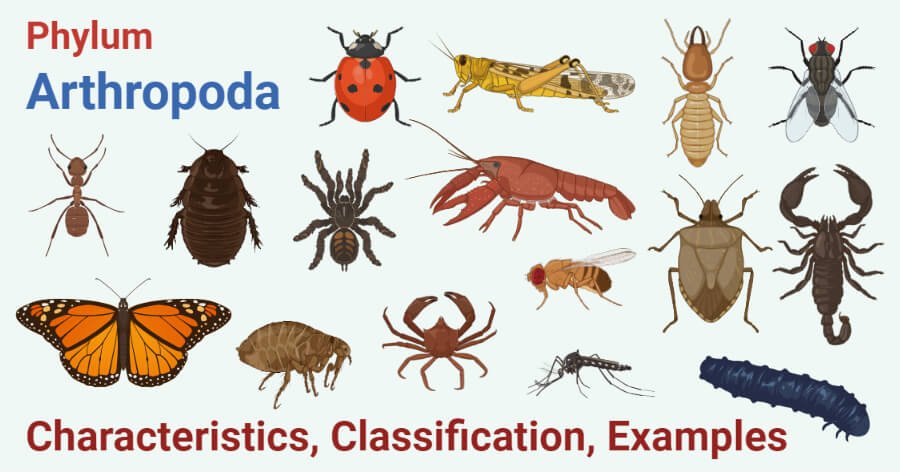 Arthropoda