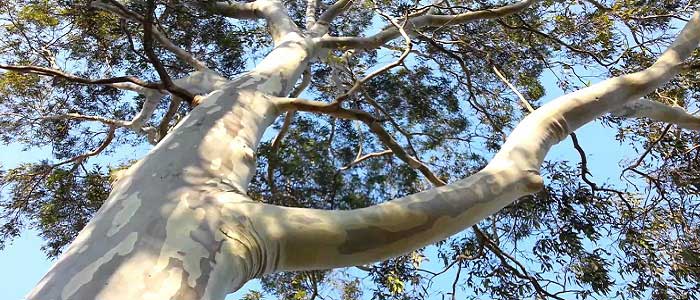 Okaliptus Ağacı