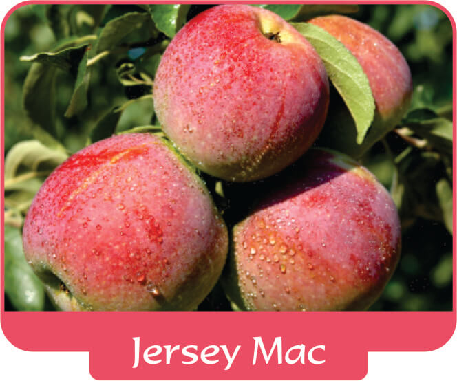 Jerseymac