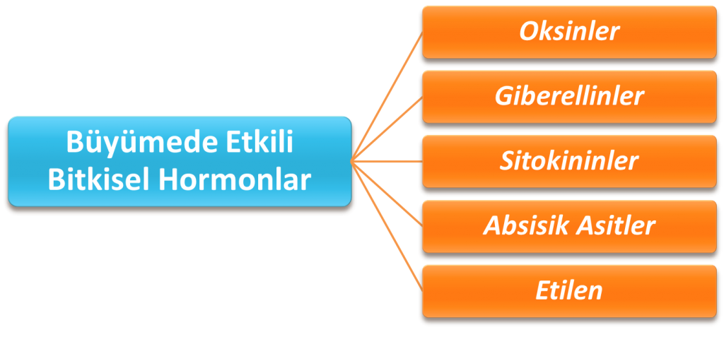 Hormonlar Ve Kullanım Alanları
