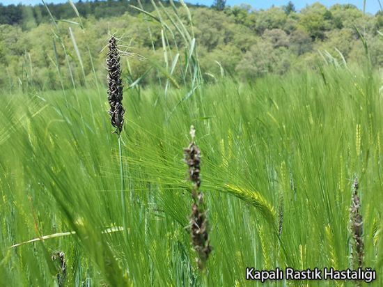 Buğday Rastığı Hastalığı (Ustilago Nuda)