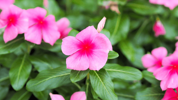 Vinca (Rozet - Pervane iei)