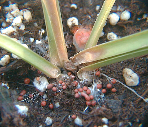 Beyaz Çürüklük Hastalığı Belirtileri, Nedenleri Ve Mücadele Yöntemleri Şeker Pancarında Beyaz Çürüklük