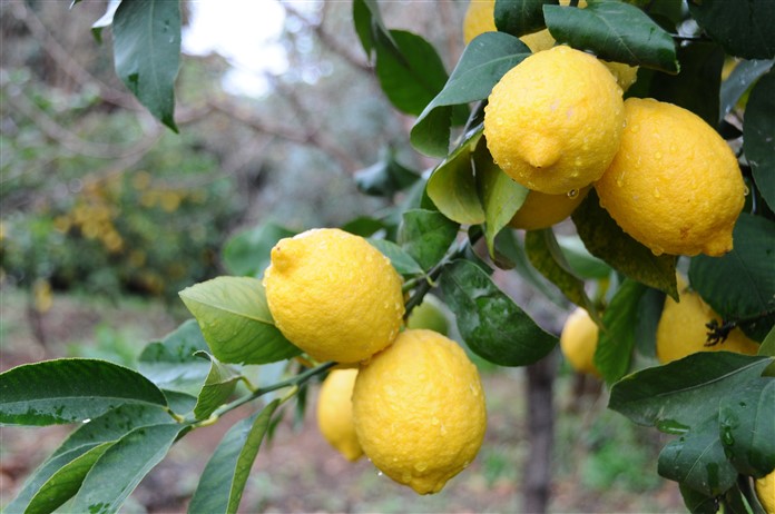 LamasLimonu