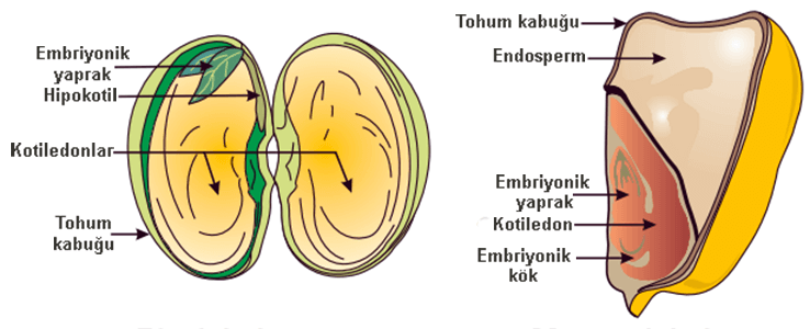 Tohumun Yaps