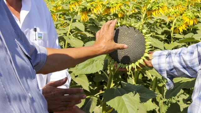 Ayçiçeğinde Gübreleme