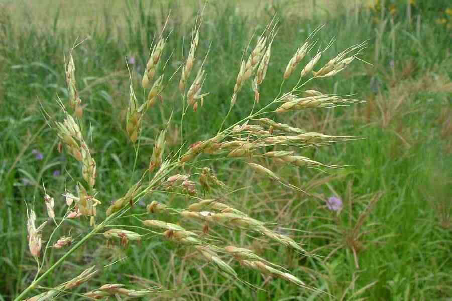 Sorghum Halepense