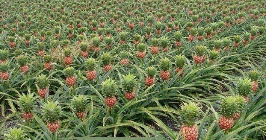 Ananas Yetiştiriciliği