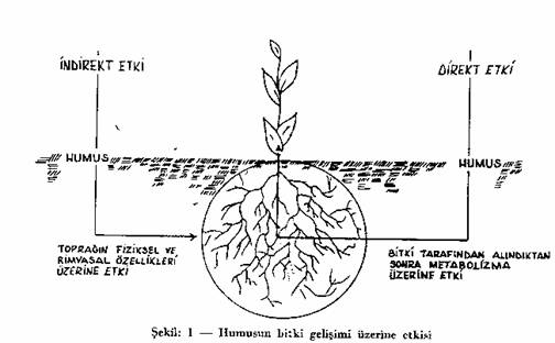 Topraktaki Organik Maddeler Ve nemi