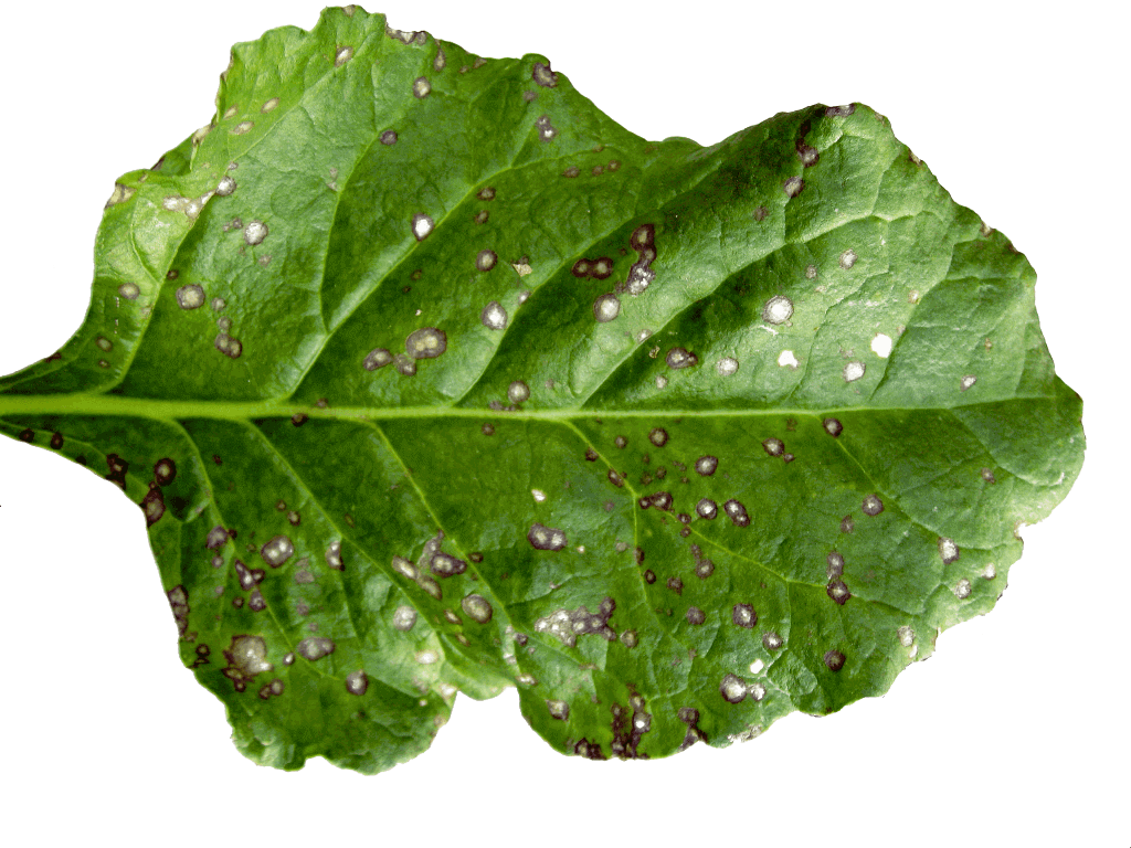 Şeker Pancarında Bakteriyel Yaprak Leke (Pseudomonas Syrilgae)