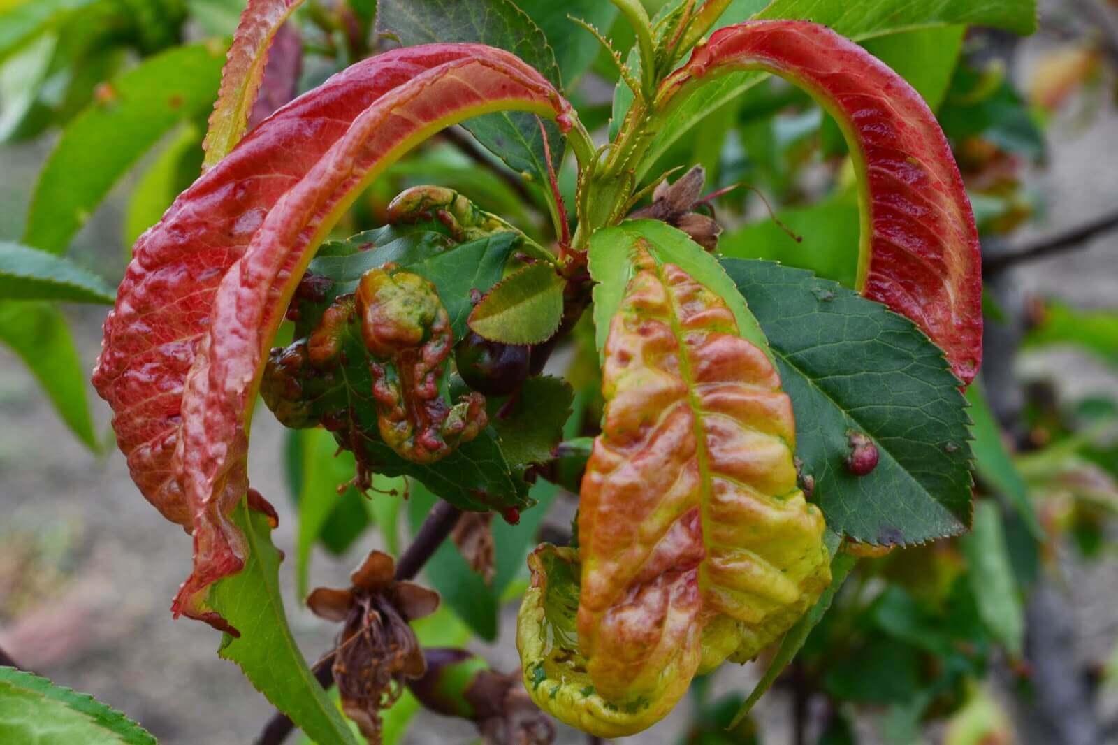 eftali Yaprak Kvrckl Hastal (Taphrina Deformans)