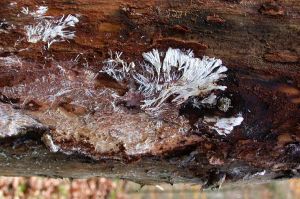 Rosellinia Kök Çürüklüğü Ilaçları