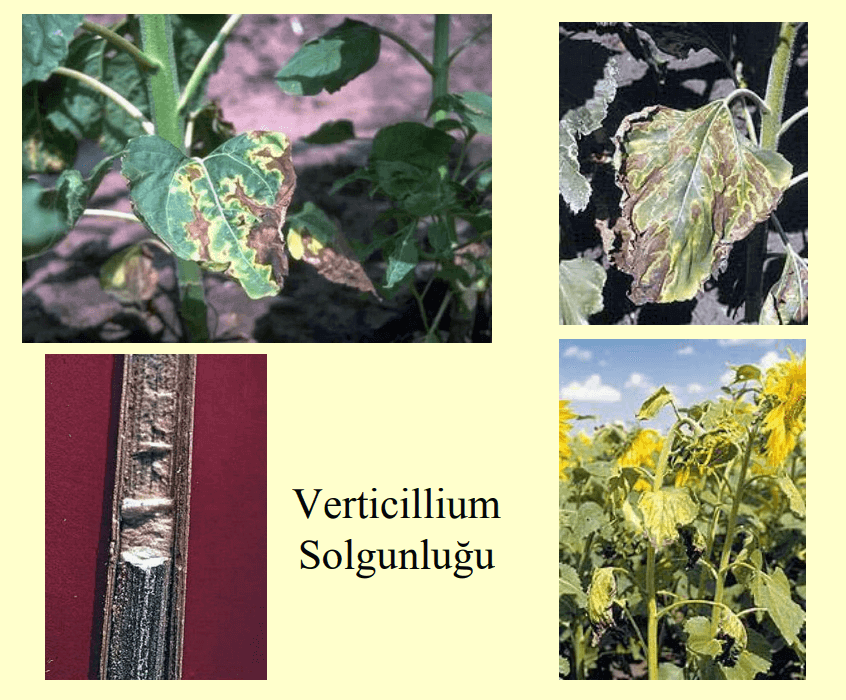 Verticillium solgunluu