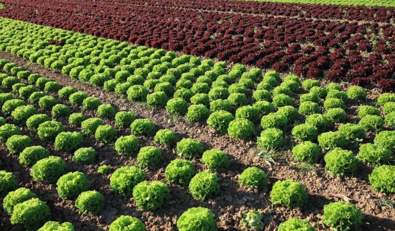 Adım Adım Marul Yetiştiriciliği