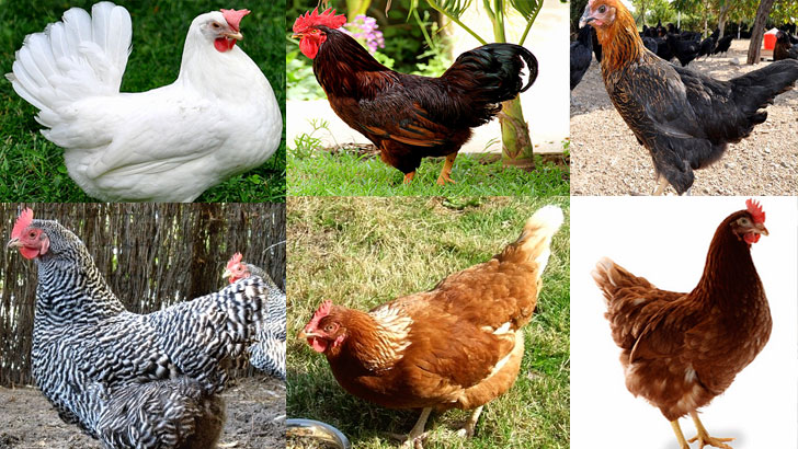 Hangi Tavuk Ne Zaman Yumurtlar?